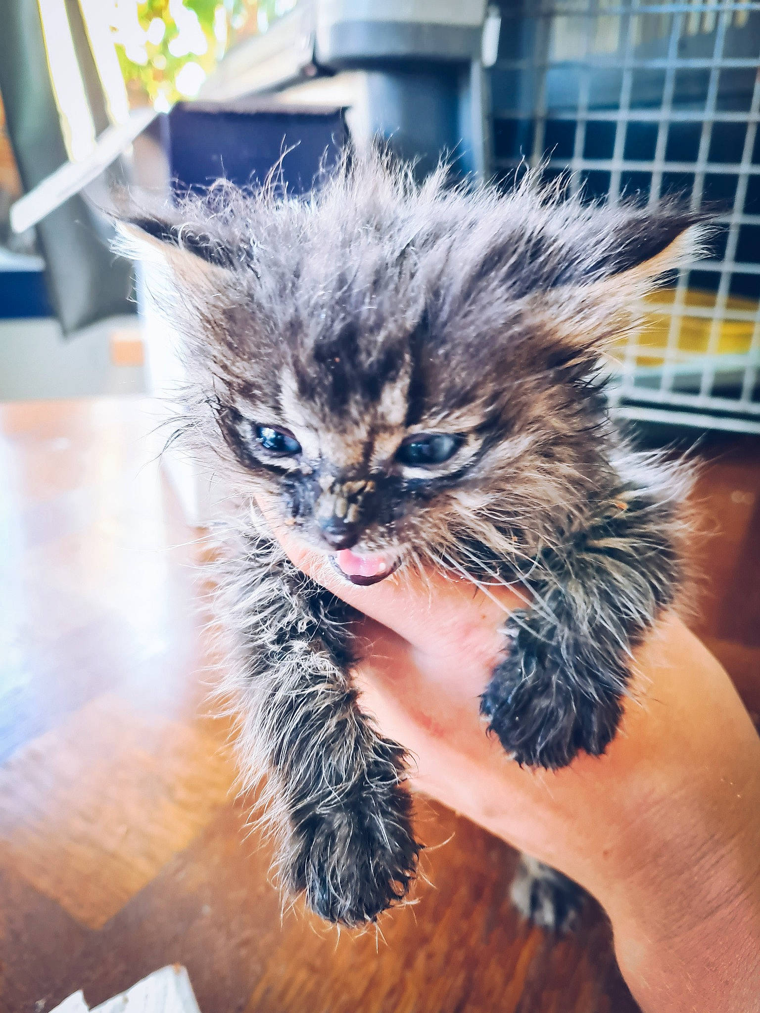 Skoll a rejoint le concours — aidez-le/la à gagner de superbes lots ! carnivore, cat, claw, domestic_short_haired_cat, electric_blue, fawn, feather, felidae, flooring, fur, hand, paw, plant, small_to_medium_sized_cats, snout, tail, whiskers