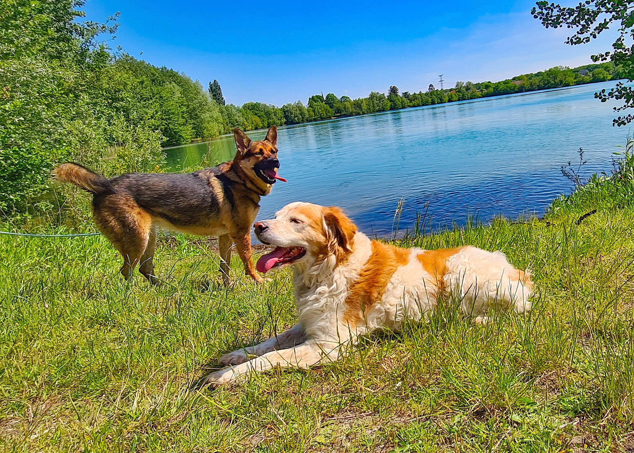 Aristo a rejoint le concours — aidez-le/la à gagner de superbes lots ! canidae, carnivore, cloud, collar, companion_dog, dog, dog_breed, dog_hiking, golden_retriever, grass, gun_dog, lake, landscape, natural_landscape, plant, sky, sporting_group, tree, water, working_dog