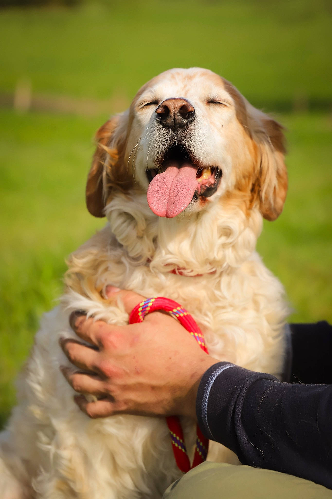 Aristo participe au concours pour gagner de l'argent avec cette photo : canidae, carnivore, cocker_spaniel, collar, companion_dog, dog, dog_breed, dog_collar, fawn, fur, grass, gun_dog, happy, leash, liver, retriever, snout, spaniel, sporting_group, yawn