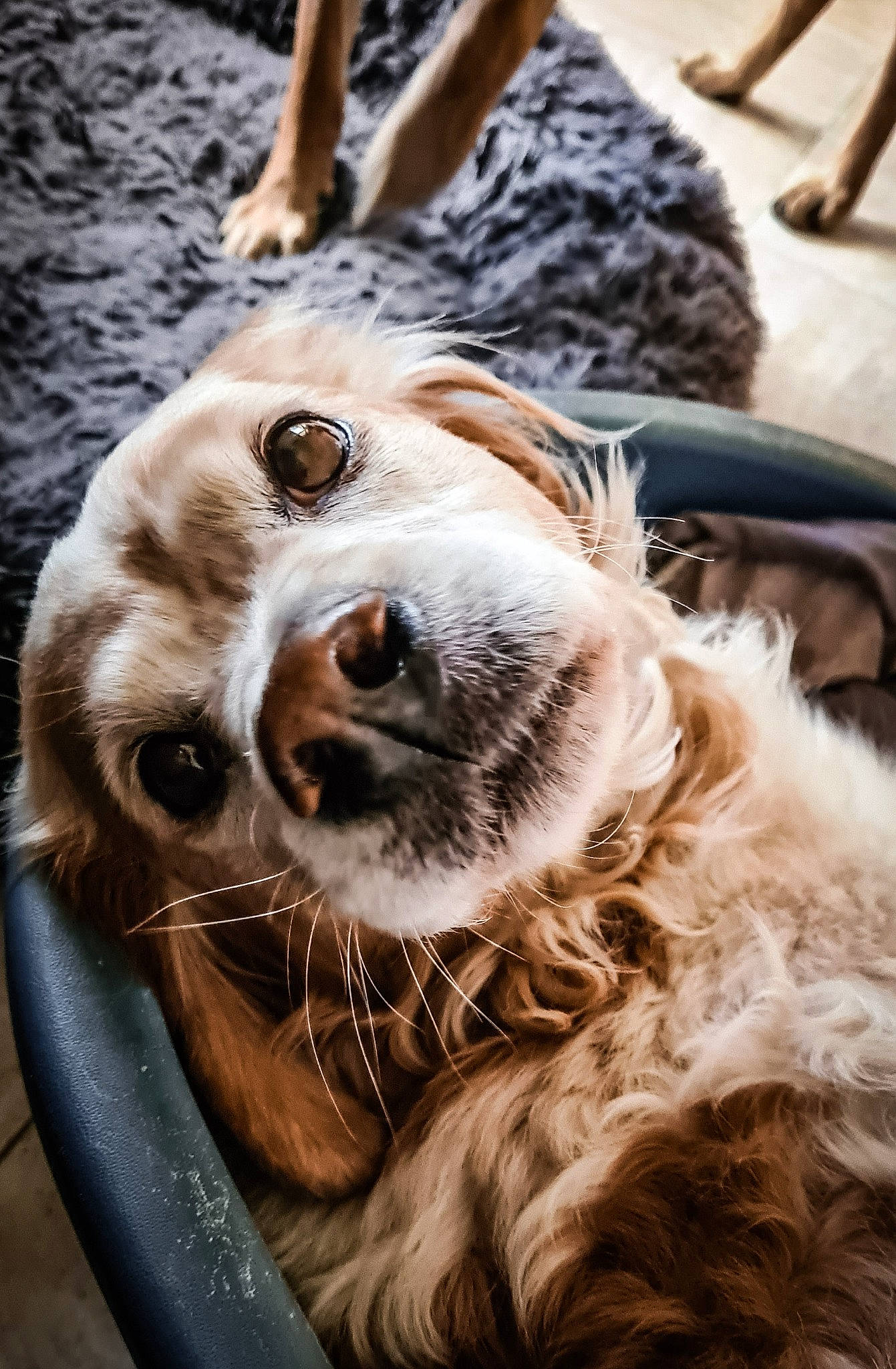 Aristo a rejoint le concours — aidez-le/la à gagner de superbes lots ! canidae, carnivore, close_up, cocker_spaniel, collar, companion_dog, dog, dog_breed, dog_collar, eyewear, fawn, fur, goggles, silken_windhound, snout, sporting_group, street_fashion, sunglasses, whiskers, working_animal