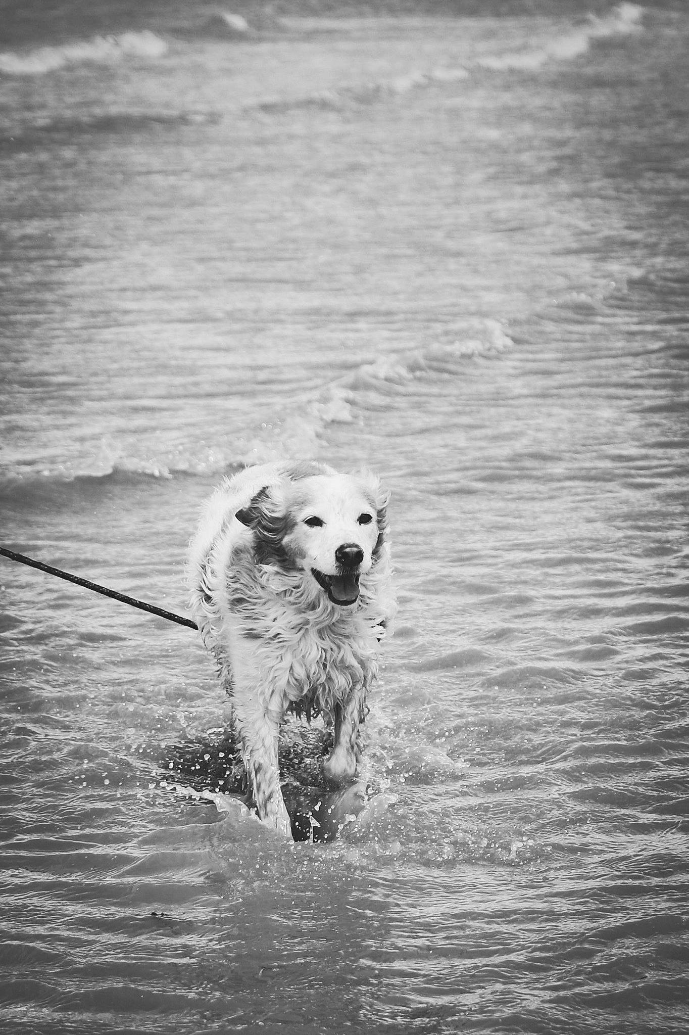 Aristo participe au concours pour gagner de l'argent avec cette photo : black_and_white, calm, carnivore, companion_dog, dog, dog_breed, happy, lake, liquid, monochrome, monochrome_photography, shore, snout, sporting_group, style, water, water_resources, wave, wind_wave, working_animal