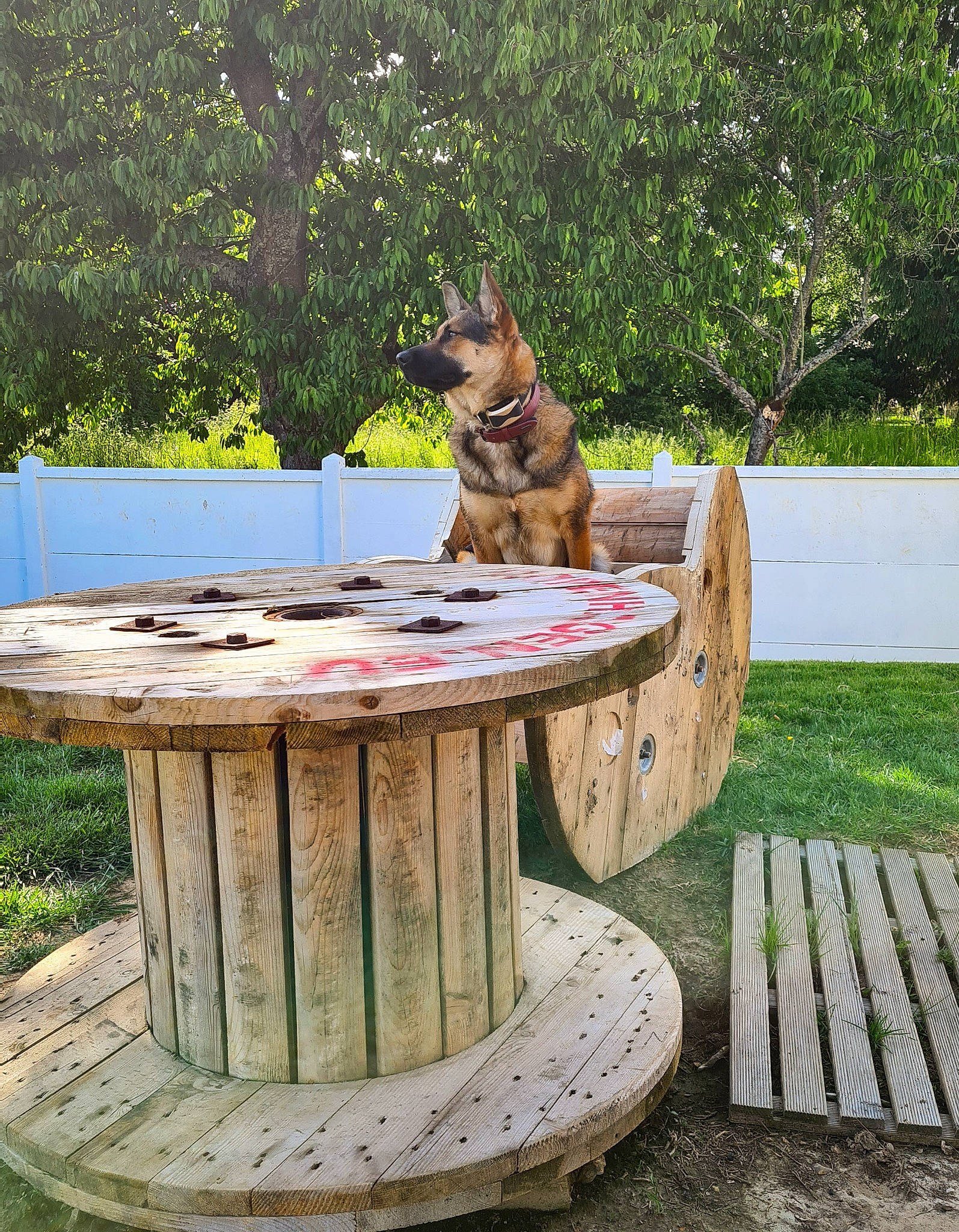 June a rejoint le concours — aidez-le/la à gagner de superbes lots ! art, carnivore, companion_dog, dog, dog_breed, fawn, grass, hardwood, lawn, leisure, outdoor_furniture, plant, recreation, sculpture, table, tail, tree, trunk, wood, wood_stain