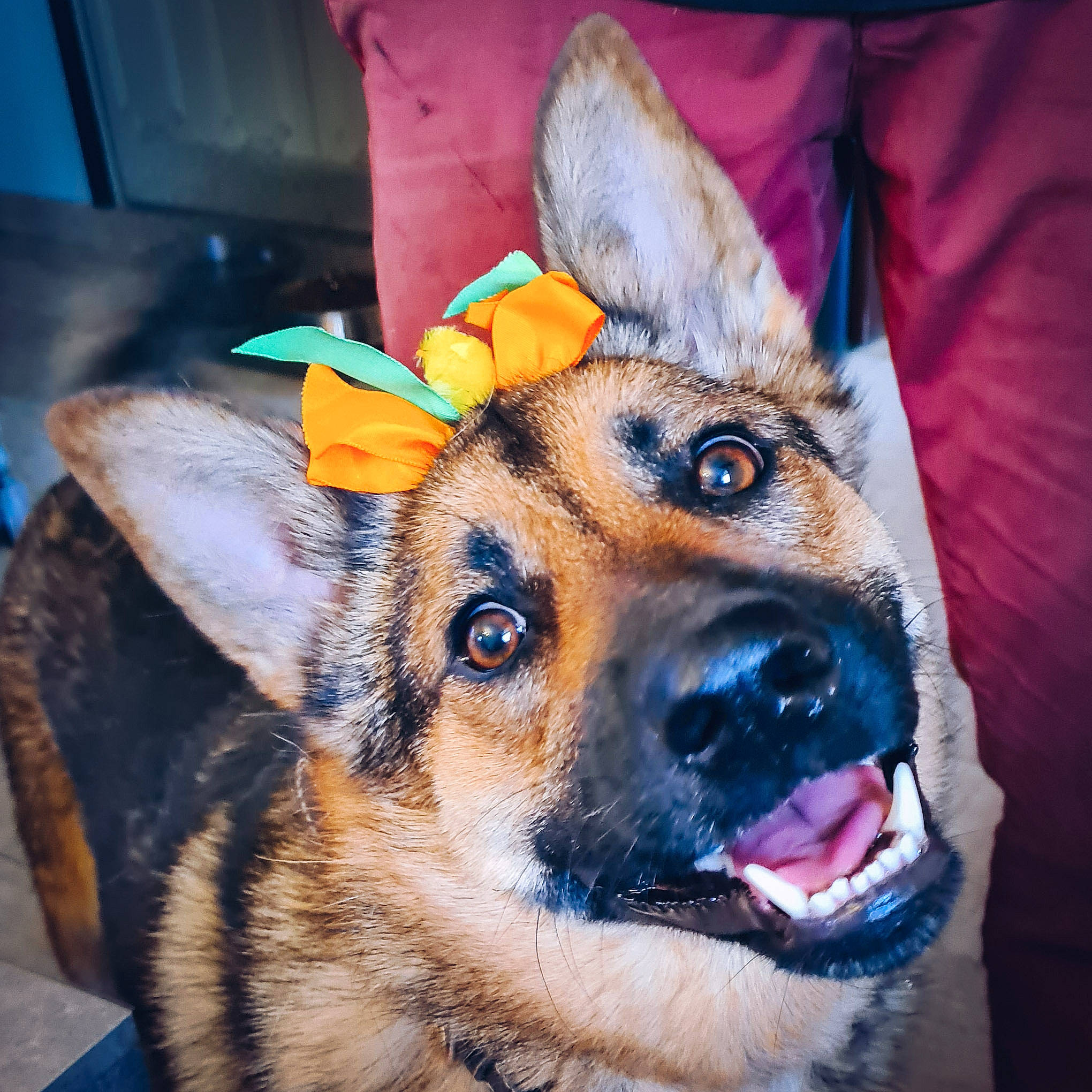 June a rejoint le concours — aidez-le/la à gagner de superbes lots ! canidae, carnivore, collar, companion_dog, dog, dog_breed, dog_clothes, dog_supply, ear, eye, fawn, fur, head, leash, paw, pet_supply, snout, sporting_group, whiskers, wildlife