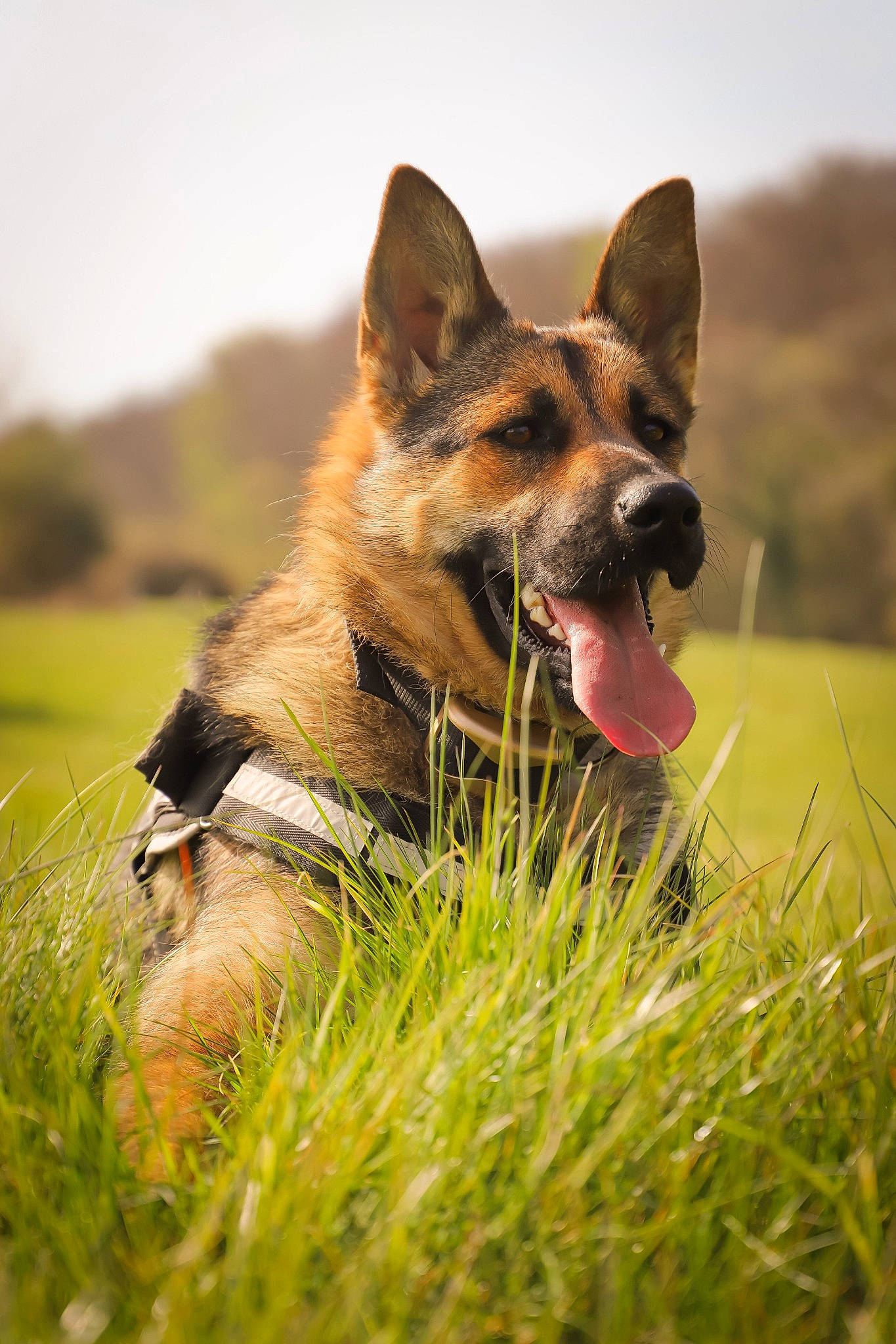 June participe au concours pour gagner de l'argent avec cette photo : art, carnivore, collar, dog, dog_breed, dog_supply, east_european_shepherd, german_shepherd_dog, grass, grassland, herding_dog, landscape, mammal, plant, prairie, sky, terrestrial_animal, wildlife, working_animal, working_dog