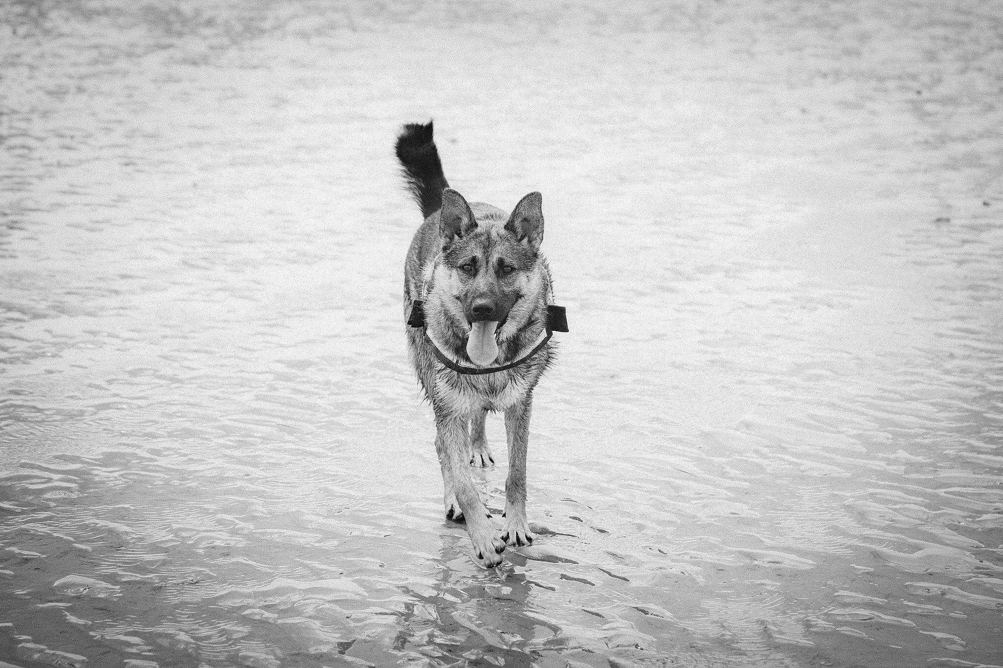 June a rejoint le concours — aidez-le/la à gagner de superbes lots ! beach, carnivore, dog, dog_breed, event, herding_dog, monochrome, monochrome_photography, ocean, sand, snout, sporting_group, stock_photography, style, water, wave, wind_wave, wood, working_animal, working_dog