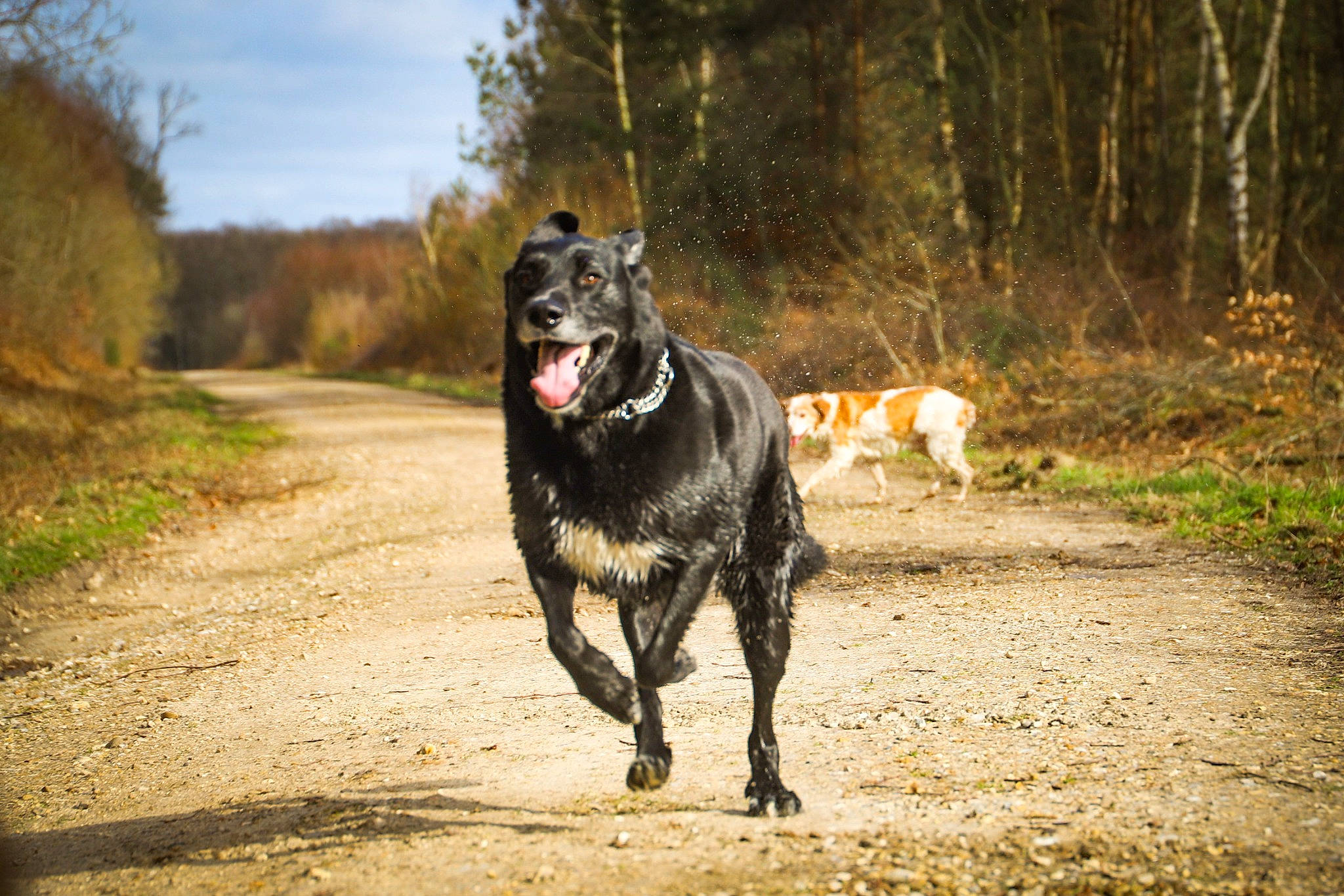 Black participe au concours pour gagner de l'argent avec cette photo : adventure, canidae, carnivore, cloud, dog, dog_breed, fawn, forest, grass, guard_dog, plant, recreation, road, sky, snout, soil, sporting_group, tail, tree, working_animal