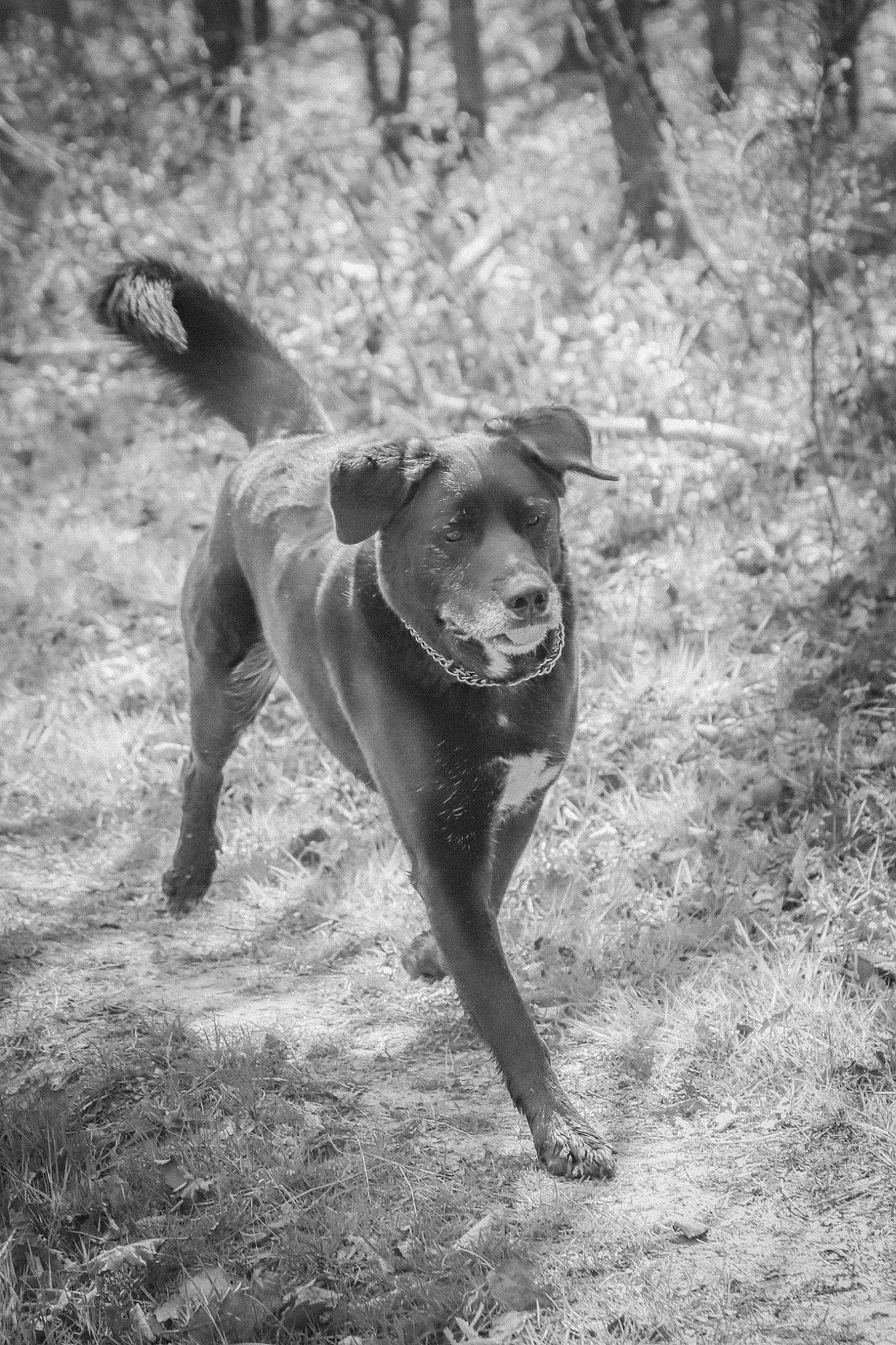 Black participe au concours pour gagner de l'argent avec cette photo : ball, carnivore, collar, companion_dog, dog, dog_breed, dog_collar, fawn, grass, liver, monochrome, monochrome_photography, plant, pointing_breed, soil, tail, terrestrial_animal, tree, wood, working_animal