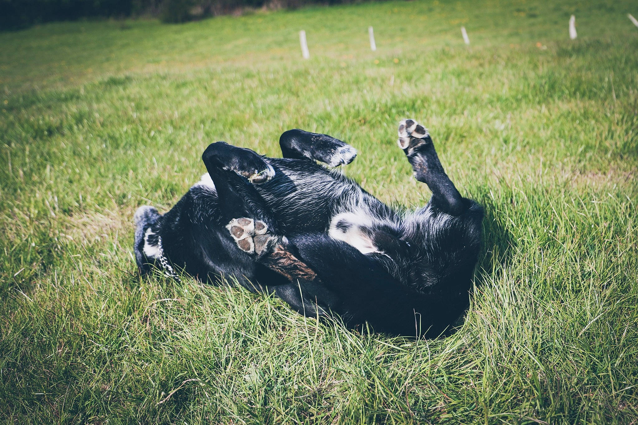 Black a rejoint le concours — aidez-le/la à gagner de superbes lots ! alligator, american_alligator, dog_breed, grass, grassland, hat, landscape, meadow, nile_crocodile, pasture, plant, prairie, recreation, reptile, shadow, sitting, soil, tail, terrestrial_animal, tree