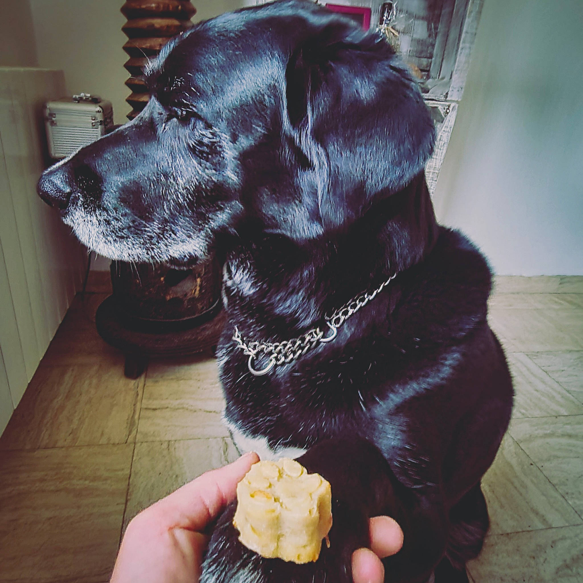 Black a rejoint le concours — aidez-le/la à gagner de superbes lots ! carnivore, collar, comfort_food, companion_dog, dessert, dog, dog_breed, dog_collar, finger_food, food, food_craving, gun_dog, ingredient, liver, pet_supply, retriever, snout, staple_food, whiskers, working_animal