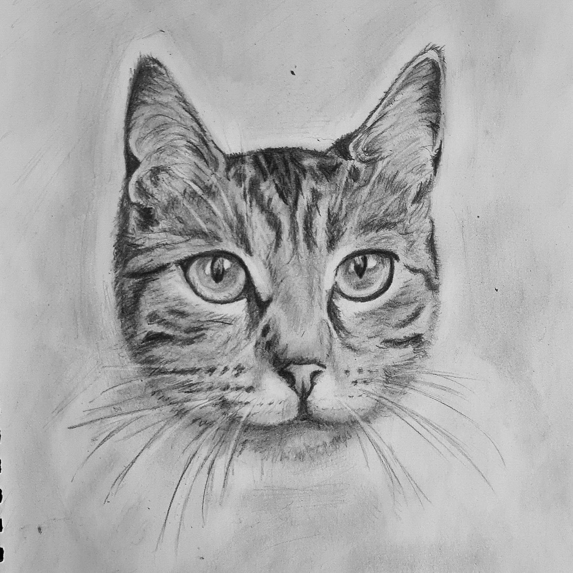 Rincette participe au concours pour gagner de l'argent avec cette photo : art, artwork, carnivore, cat, domestic_short_haired_cat, drawing, felidae, fur, graphics, illustration, jaw, line_art, monochrome, painting, sketch, small_to_medium_sized_cats, snout, tail, visual_arts, whiskers