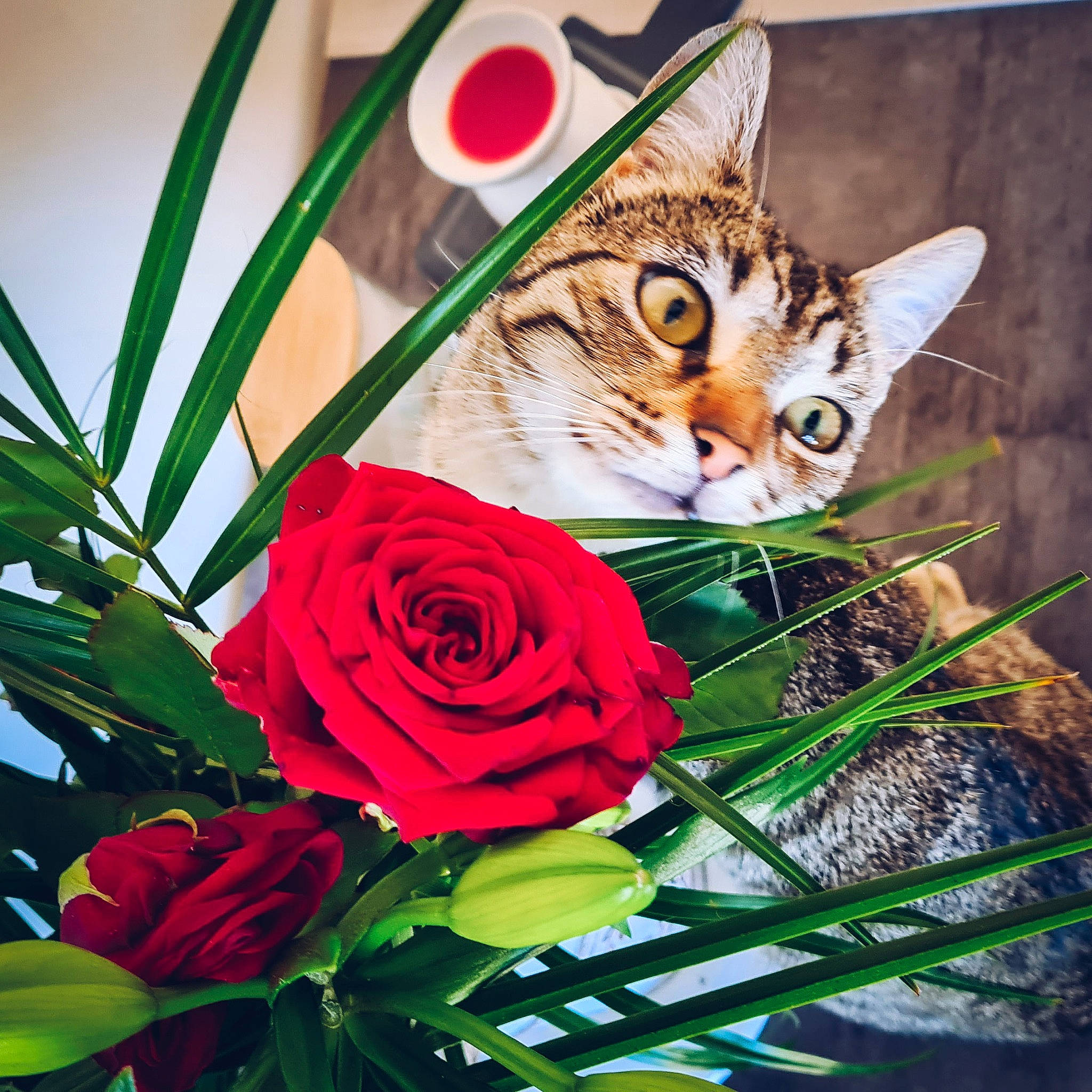 Rincette a rejoint le concours — aidez-le/la à gagner de superbes lots ! botany, carnivore, cat, domestic_short_haired_cat, fawn, felidae, flower, flower_arranging, flowering_plant, grass, illustration, leaf, nature, petal, plant, rose, small_to_medium_sized_cats, tail, terrestrial_animal, whiskers