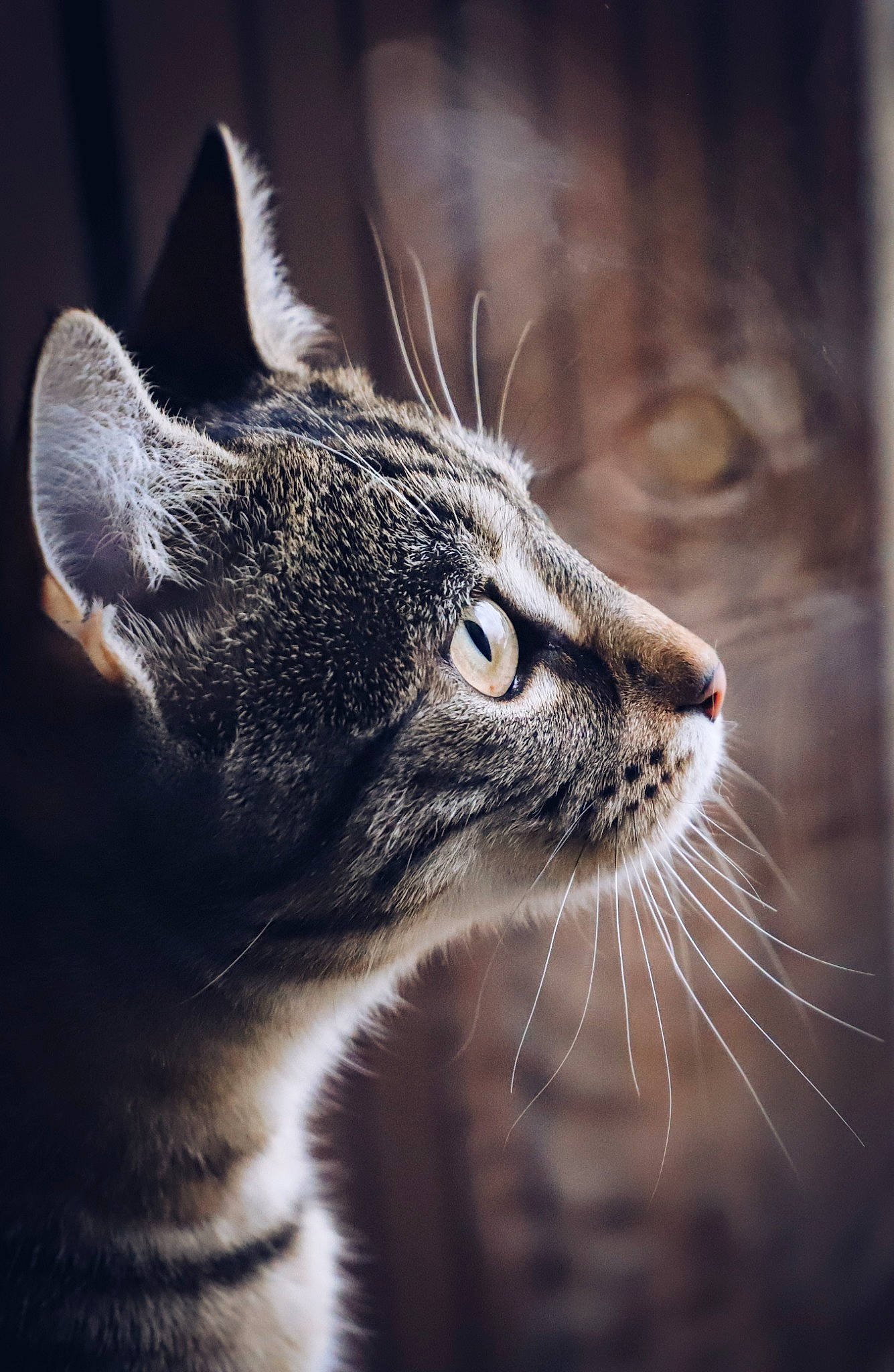 Rincette a rejoint le concours — aidez-le/la à gagner de superbes lots ! carnivore, cat, close_up, darkness, domestic_short_haired_cat, fang, felidae, fur, grey, macro_photography, paw, small_to_medium_sized_cats, snout, terrestrial_animal, whiskers, wildlife, window