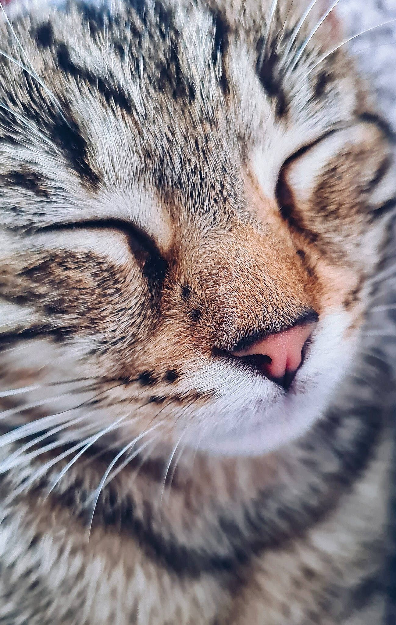 Rincette participe au concours pour gagner de l'argent avec cette photo : carnivore, cat, close_up, domestic_short_haired_cat, eye, felidae, fur, grass, head, macro_photography, pattern, paw, small_to_medium_sized_cats, snout, terrestrial_animal, tree, whiskers, wildlife