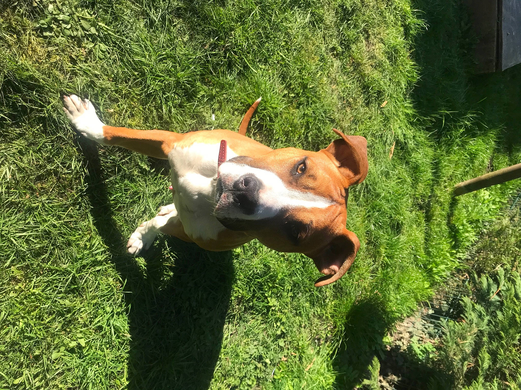 Ako participe au concours pour gagner de l'argent avec cette photo : canidae, carnivore, companion_dog, dog, dog_breed, fawn, grass, grass_family, grassland, groundcover, landscape, pasture, plant, snout, sporting_group, tail, terrestrial_animal, wildlife, wood, working_animal