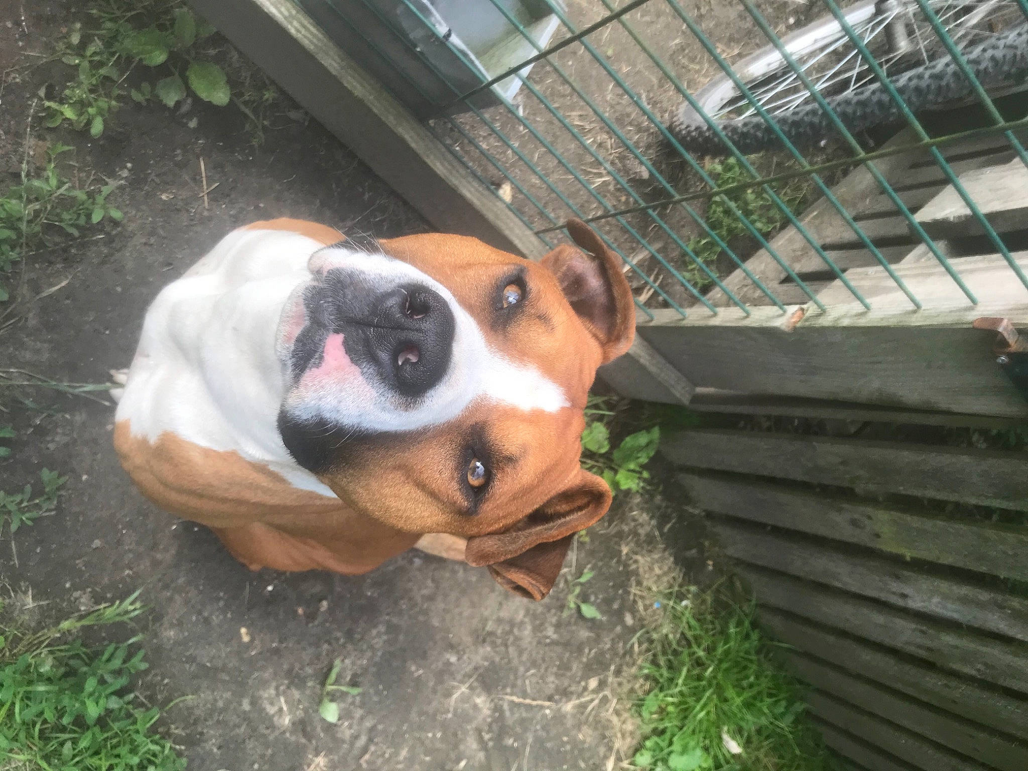 Ako a rejoint le concours — aidez-le/la à gagner de superbes lots ! australian_bulldog, boxer, bulldog, canidae, carnivore, companion_dog, dog, dog_breed, fawn, fence, grass, mammal, molosser, plant, snout, terrestrial_animal, vertebrate, whiskers, working_animal, working_dog