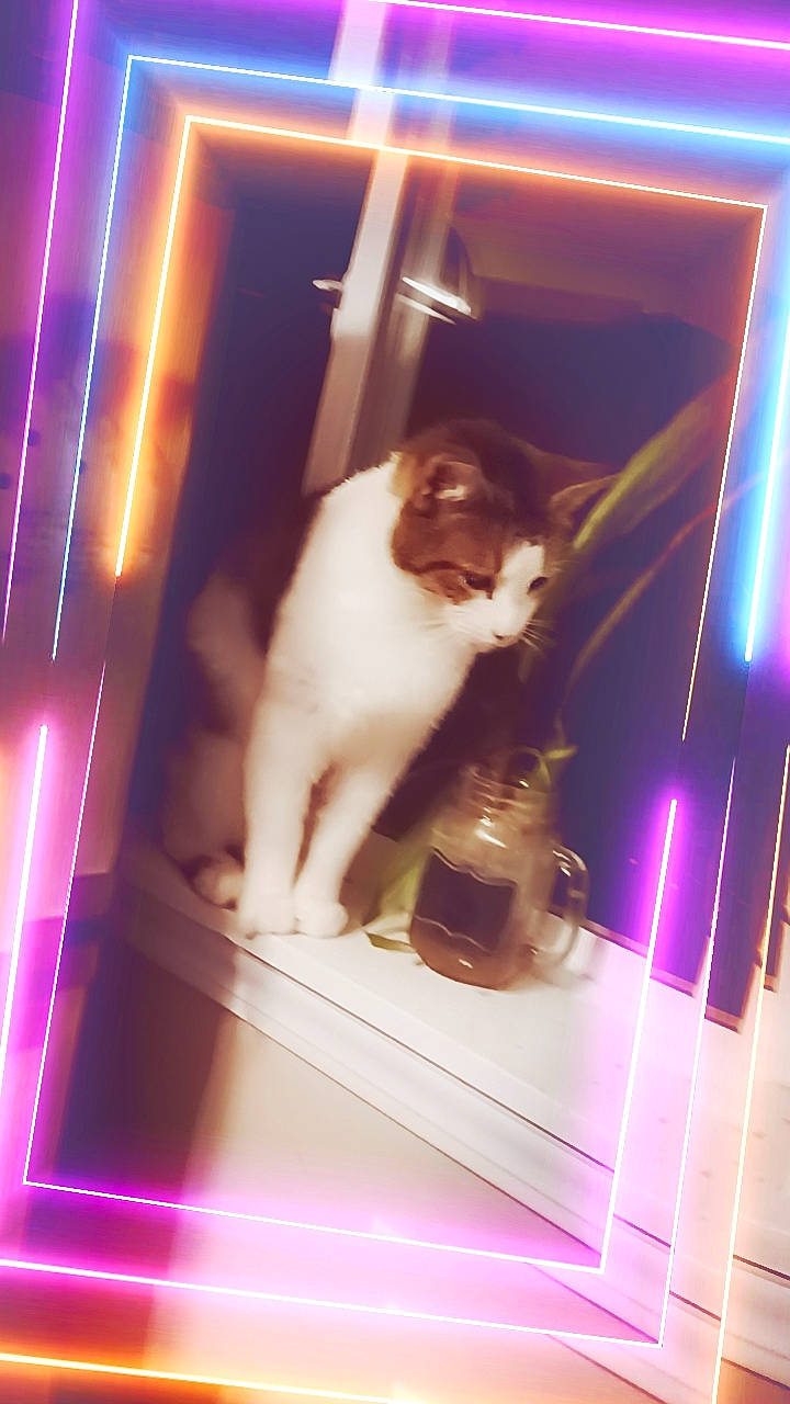 Lulu joined the competition — help win amazing prizes! carnivore, cat, electric_blue, fawn, felidae, flooring, fun, fur, light, magenta, neon, purple, rectangle, reflection, room, small_to_medium_sized_cats, violet, whiskers