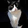 Kiddy Cat