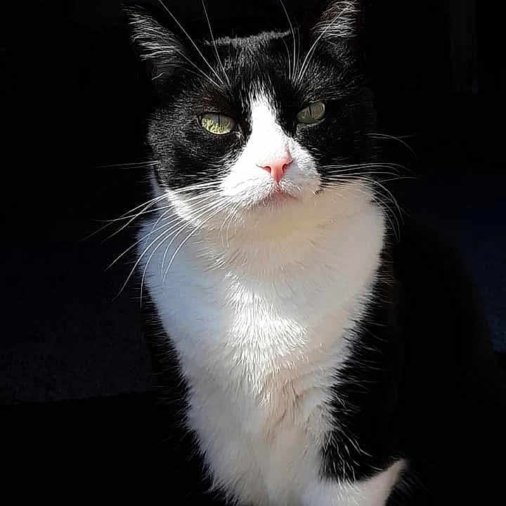 Kiddy Cat joined the competition — help win amazing prizes! animal, black_and_white, cat, close_up, cute, domestic_cat, ears, face, feline, fur, green_eyes, indoor, mammal, nose, paw, pet, portrait, shadow, sitting, whiskers