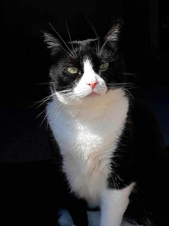 Kiddy Cat joined the competition — help win amazing prizes! cat, black_and_white, whiskers, green_eyes, pet, animal, feline, portrait, sitting, fur, close_up, domestic_cat, cute, indoor, mammal, face, nose, ears, paw, shadow