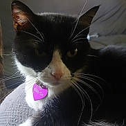 Kiddy Cat joined the competition — help win amazing prizes! cat, black_and_white, pet, indoor, feline, whiskers, collar, tag, purple_tag, resting, close_up, sofa, couch, home, wall_art, framed_pictures, fur, paw, relaxed, animal