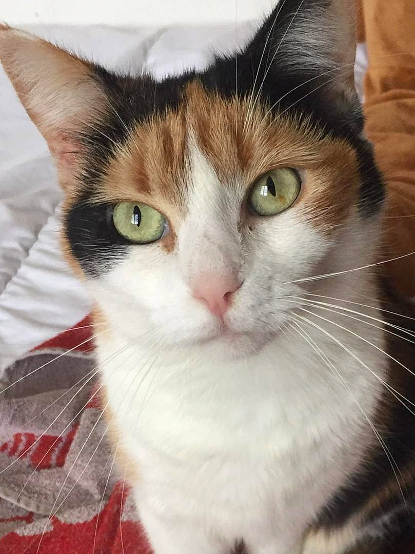 Crystal participe au concours pour gagner de l'argent avec cette photo : carnivore, cat, collar, curious, domestic_short_haired_cat, door, eye, felidae, fur, head, pet_supply, plaid, small_to_medium_sized_cats, snout, tartan, terrestrial_animal, whiskers, window