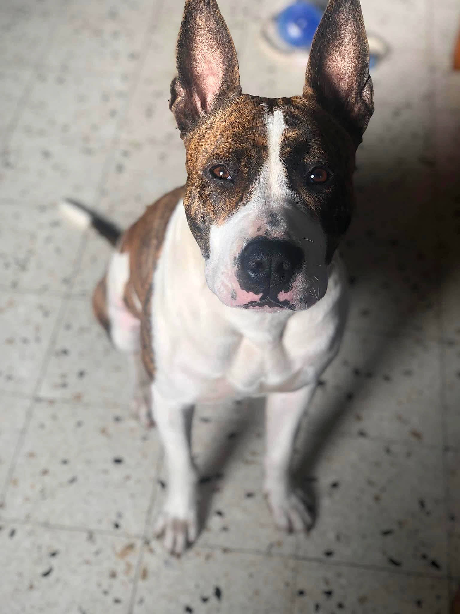 Nala a rejoint le concours — aidez-le/la à gagner de superbes lots ! ancient_dog_breeds, boston_terrier, canidae, carnivore, collar, companion_dog, dog, dog_breed, dog_collar, ear, fawn, non_sporting_group, snout, sporting_group, whiskers, working_animal, wrinkle