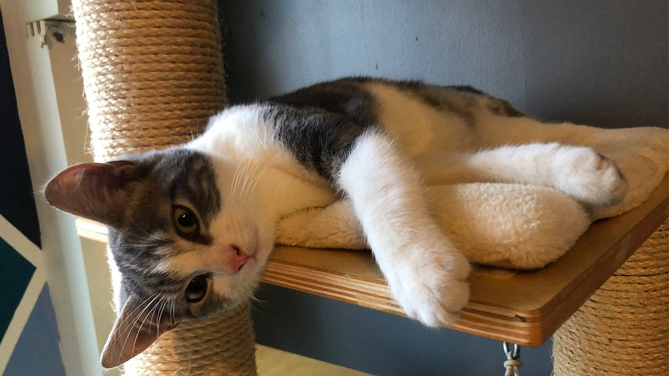 Simba participe au concours pour gagner de l'argent avec cette photo : basket, carnivore, cat, cat_supply, claw, comfort, domestic_short_haired_cat, eye, fawn, felidae, fur, linens, nap, paw, small_to_medium_sized_cats, snout, tail, whiskers, window, wood