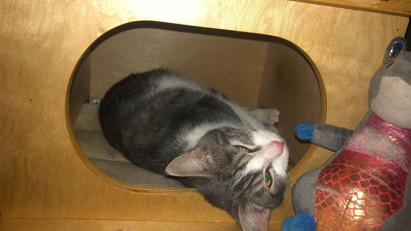 Simba participe au concours pour gagner de l'argent avec cette photo : animal_shelter, canidae, carnivore, cat, cat_supply, comfort, domestic_short_haired_cat, event, felidae, flooring, fur, nap, ornament, pet_supply, room, small_to_medium_sized_cats, snout, sporting_group, tail, whiskers