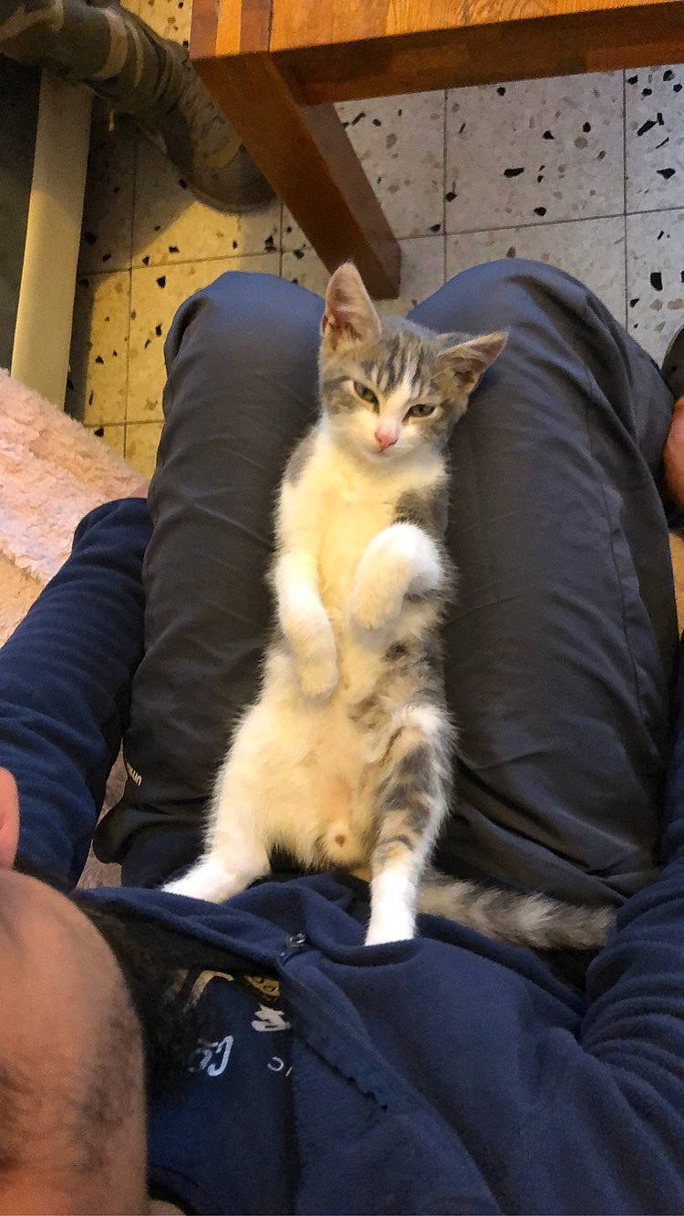 Simba a rejoint le concours — aidez-le/la à gagner de superbes lots ! carnivore, cat, claw, comfort, couch, domestic_short_haired_cat, felidae, fur, lap, mammal, nap, paw, sitting, small_to_medium_sized_cats, tail, whiskers