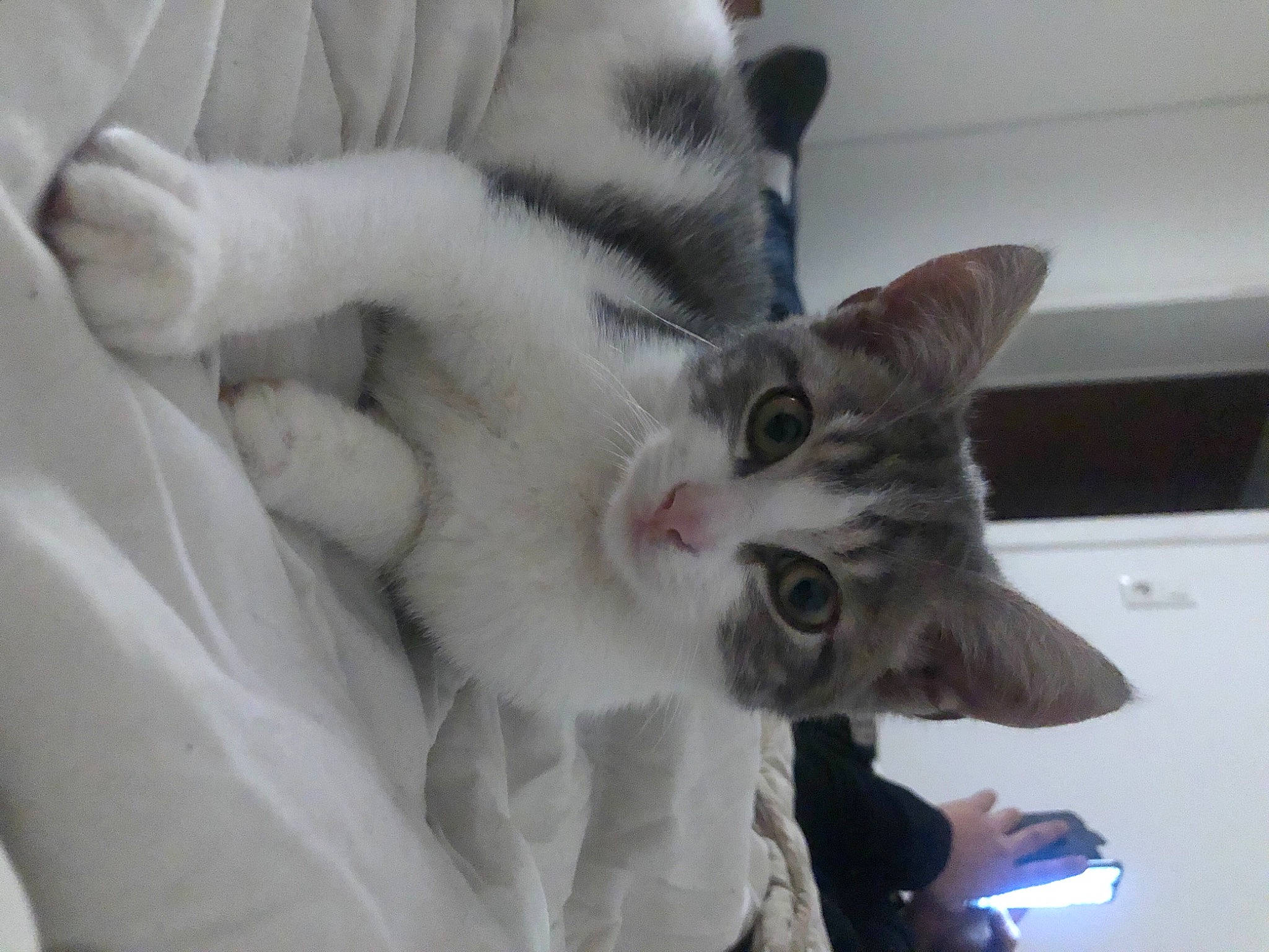 Simba a rejoint le concours — aidez-le/la à gagner de superbes lots ! carnivore, cat, claw, comfort, domestic_short_haired_cat, ear, felidae, fur, gesture, grey, paw, small_to_medium_sized_cats, snout, tail, whiskers