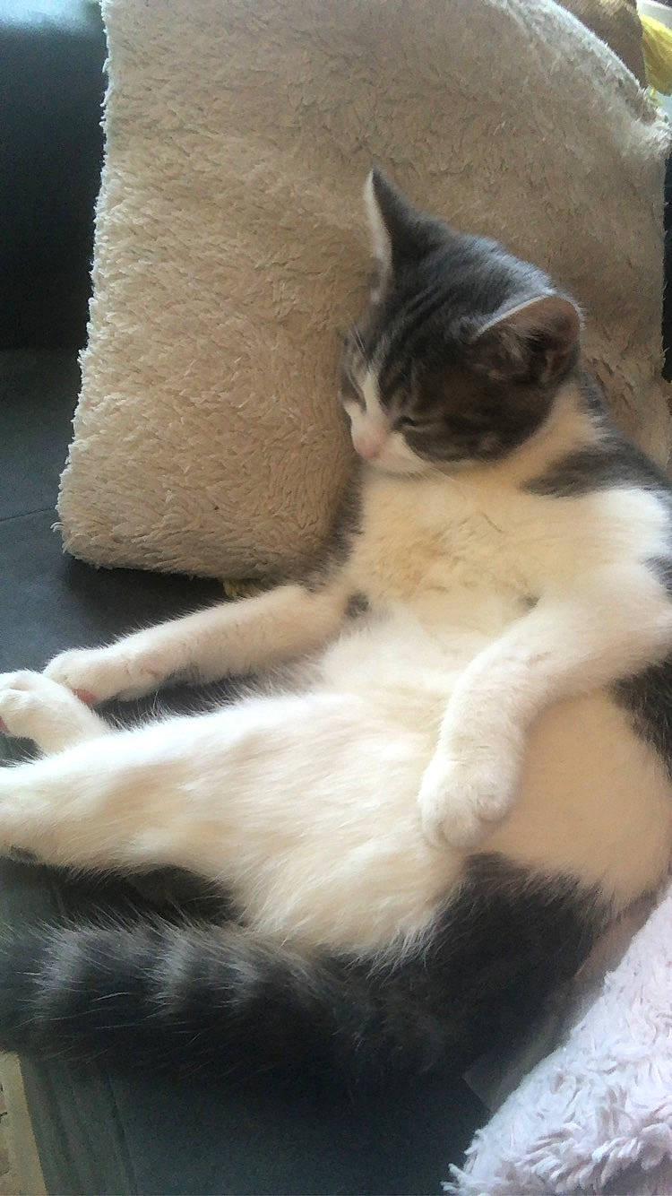 Simba participe au concours pour gagner de l'argent avec cette photo : carnivore, cat, claw, comfort, couch, domestic_short_haired_cat, fawn, felidae, foot, fur, human_leg, linens, nap, paw, small_to_medium_sized_cats, snout, tail, terrestrial_animal, whiskers