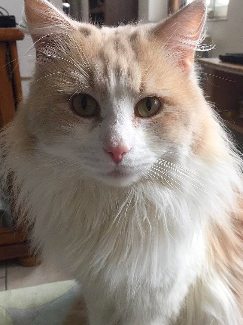 Zeus participe au concours pour gagner de l'argent avec cette photo : british_longhair, carnivore, cat, eye, fawn, felidae, fur, mammal, small_to_medium_sized_cats, snout, whiskers, window