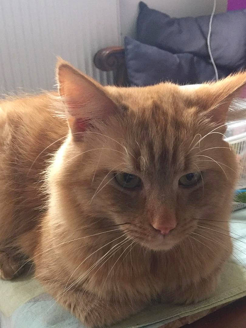 Poseïdon participe au concours pour gagner de l'argent avec cette photo : box, carnivore, cat, cat_supply, comfort, domestic_short_haired_cat, fawn, felidae, fur, pet_supply, small_to_medium_sized_cats, snout, whiskers, window, wood