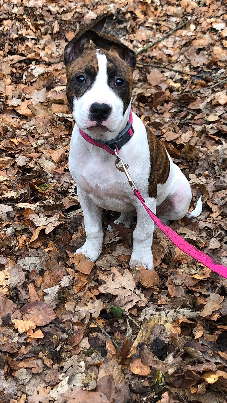 Nala participe au concours pour gagner de l'argent avec cette photo : adventure, art, canidae, carnivore, collar, companion_dog, dog, dog_breed, dog_collar, dog_supply, fashion_accessory, fawn, hunting_dog, leash, non_sporting_group, plant, soil, sporting_group, tree, walking