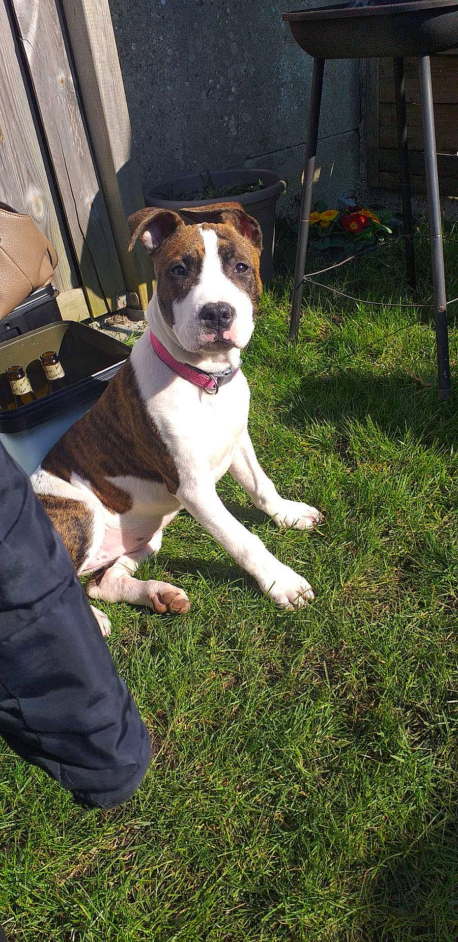 Nala a rejoint le concours — aidez-le/la à gagner de superbes lots ! canidae, carnivore, collar, companion_dog, dog, dog_breed, dog_collar, dog_supply, fawn, grass, hunting_dog, leash, non_sporting_group, plant, snout, sporting_group, tail, whiskers, working_animal, working_dog