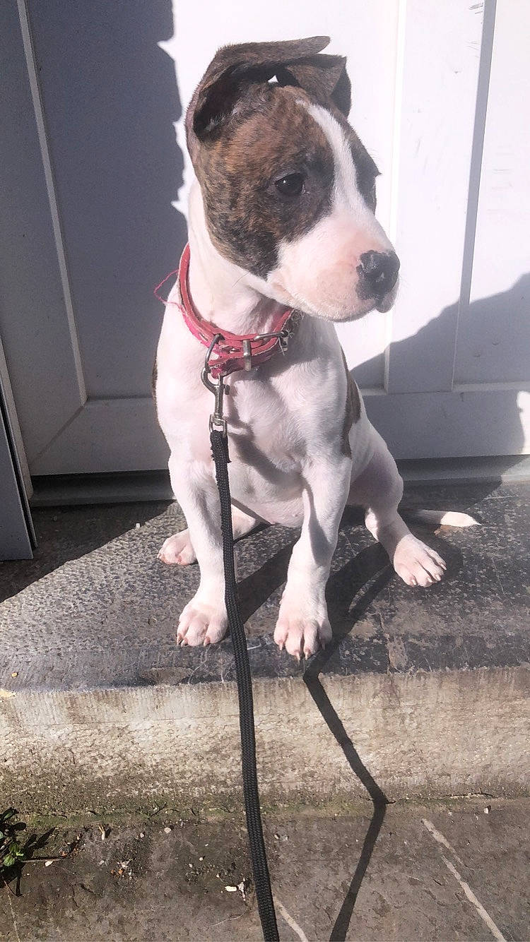 Nala participe au concours pour gagner de l'argent avec cette photo : carnivore, collar, companion_dog, dog, dog_breed, dog_collar, door, fawn, fur, grey, leash, non_sporting_group, pet_supply, snout, sporting_group, whiskers, working_animal