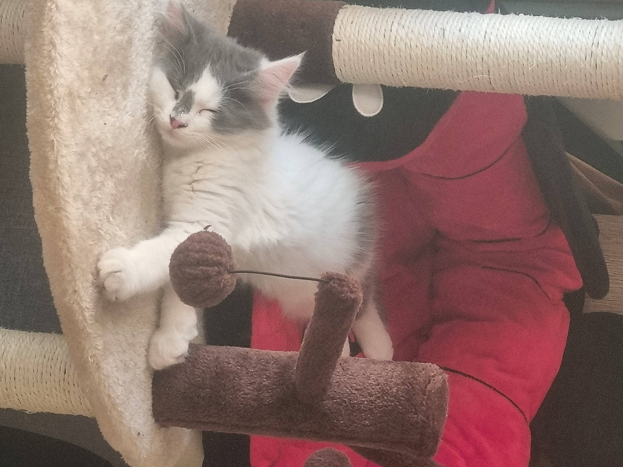 Guizmo participe au concours pour gagner de l'argent avec cette photo : carnivore, cat, cat_furniture, cat_supply, claw, comfort, domestic_short_haired_cat, fawn, felidae, fur, paw, small_to_medium_sized_cats, tail, whiskers, wood