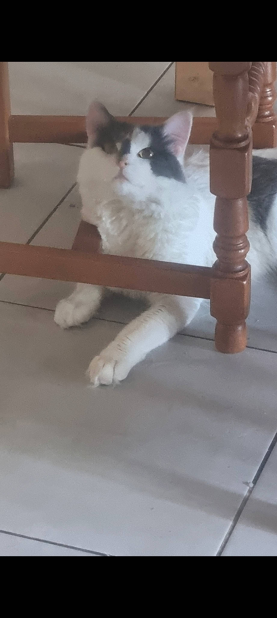 Guizmo participe au concours pour gagner de l'argent avec cette photo : carnivore, cat, claw, comfort, companion_dog, domestic_short_haired_cat, eye, fawn, felidae, flooring, foot, fur, hardwood, human_leg, paw, sitting, small_to_medium_sized_cats, tail, whiskers, wood