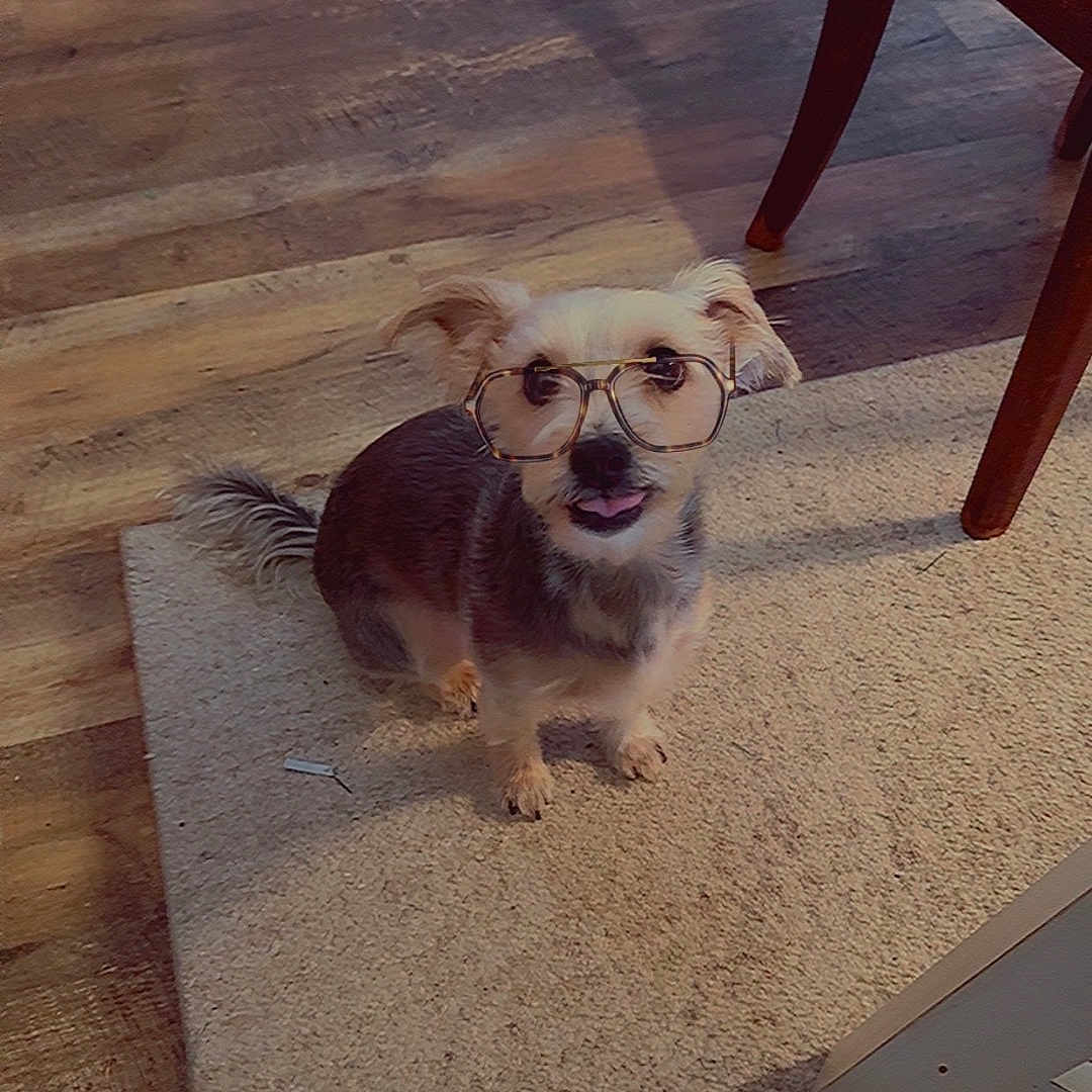 Penny joined the competition — help win amazing prizes! accessories, animal, baby, canine, chair, dog, face, furniture, glasses, hardwood, head, hound, indoors, interiordesign, person, pet, plywood, puppy, strap, wood