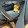 Lilo Contreras Ivani joined the competition — help win amazing prizes! animal, black_fabric, brown_dog, chair, cozy, cute, dog, fabric, floor, fur, indoor, looking, office_chair, paw, peeking, pet, resting, shy, small_dog, snout