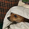 Lilo Contreras Ivani joined the competition — help win amazing prizes! animal, blanket, brown_dog, comfort, cozy, curious, cute, dog, face, fur, indoor, pattern, pet, resting, small_dog, snout, soft, textile, warm, wrapped