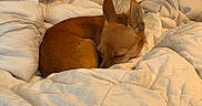 Lilo Contreras Ivani joined the competition — help win amazing prizes! animal, bed, blanket, comforter, cozy, curled_up, cute, dog, ears, fur, indoor, peaceful, pet, quiet, relaxation, resting, sleeping, small_dog, soft, tan_fur