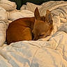 animal, bed, blanket, comforter, cozy, curled_up, cute, dog, ears, fur, indoor, peaceful, pet, quiet, relaxation, resting, sleeping, small_dog, soft, tan_fur