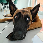 Nala participe au concours pour gagner de l'argent avec cette photo : dog, belgian_malinois, pet, animal, portrait, close_up, lying_down, floor, indoor, home, large_ears, black_mask, brown_fur, brown_eyes, snout, paws, reflection, sunlight, furniture, alert
