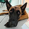 dog, belgian_malinois, pet, animal, portrait, close_up, lying_down, floor, indoor, home, large_ears, black_mask, brown_fur, brown_eyes, snout, paws, reflection, sunlight, furniture, alert