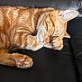 Nemo joined the competition — help win amazing prizes! animal, black_leather, cat, closeup, couch, cozy, cute, domestic_cat, feline, fur, indoor, mammal, orange_tabby, paw, peaceful, pet, relaxed, resting, sleeping, whiskers