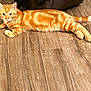 animal, cat, cute, domestic_cat, ears, feline, flooring, fur_pattern, house_pet, indoor, looking, lying_down, mammal, orange_tabby, pet, relaxed, striped_fur, tail, whiskers, wood_floor