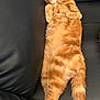 animal, black_couch, cat, cozy, cute, domestic_cat, feline, fur, indoor, leather_couch, napping, orange_tabby, paw, peaceful, pet, relaxed, resting, sleeping, soft_fur, tail