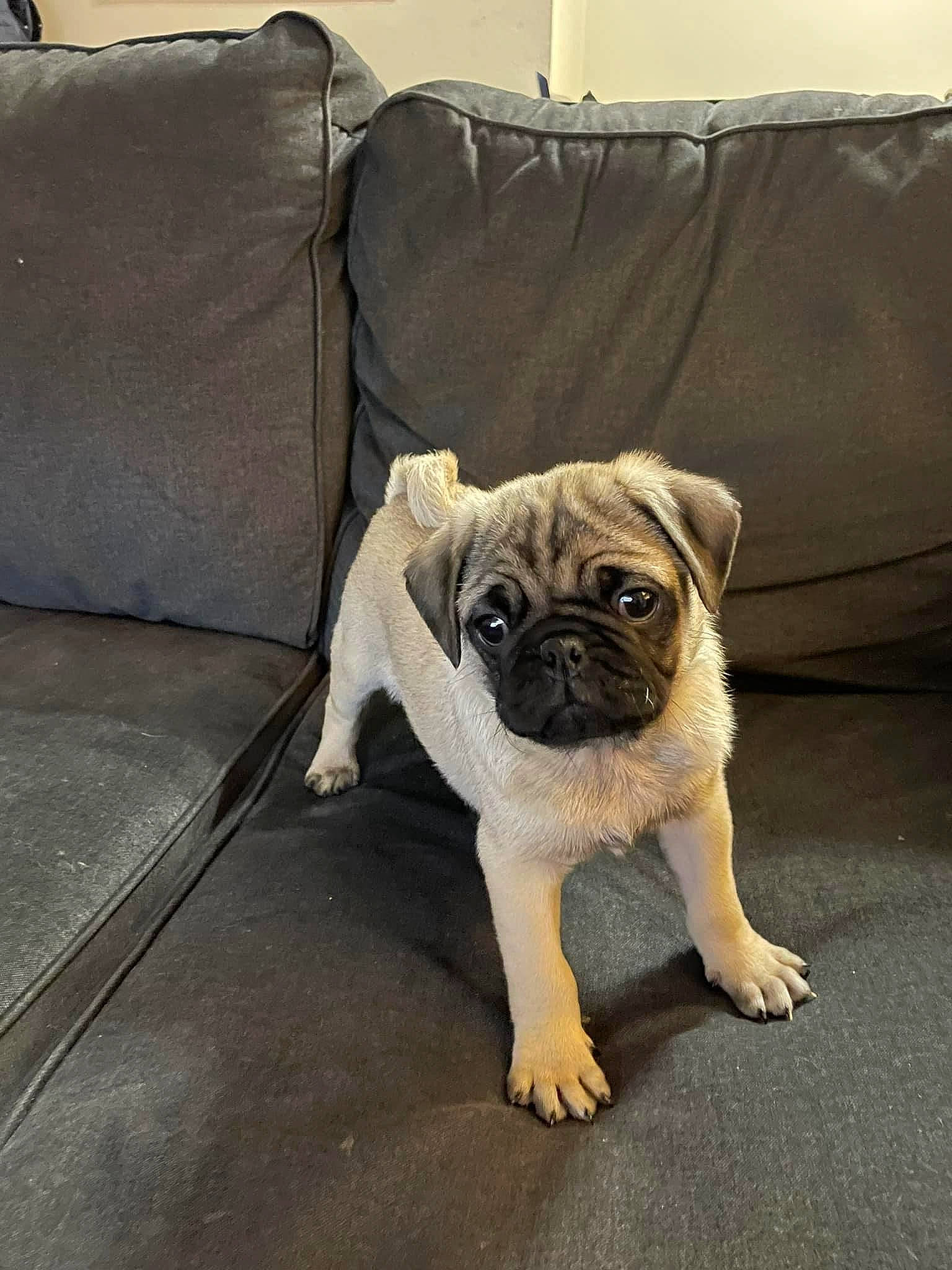 Gus joined the competition — help win amazing prizes! canidae, carnivore, comfort, companion_dog, couch, dog, dog_breed, dog_supply, fawn, flooring, paw, pillow, pug, puppy_love, snout, sporting_group, toy_dog, whiskers, working_animal, wrinkle