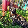cat, tortoiseshell, orange_harness, leash, grass, garden, wooden_fence, tree, sunlight, blue_eyes, pet, sitting, looking_up, shadows, plants, greenery, closeup, whiskers, fur_pattern, outdoor